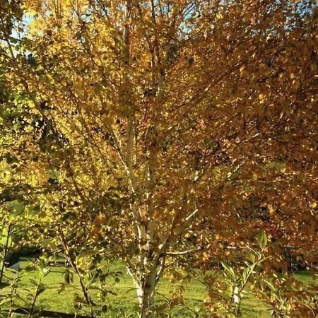 Dom wakacyjny Neuer Sigerst By Interhome *