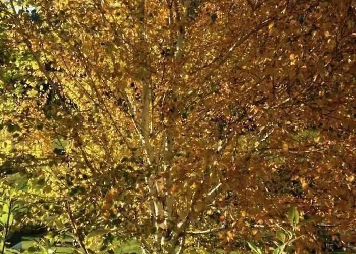 Ferienhaus Neuer Sigerst By Interhome *